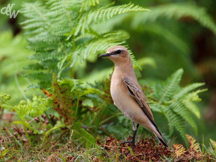 zangvogels/1_(118)_1587465327.jpg