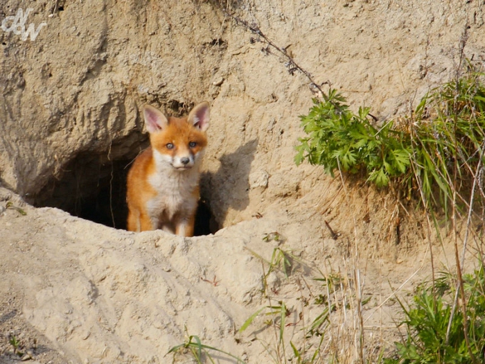 zoogdieren/459567_10201161779992552_2001197987_o_1571393923.jpg