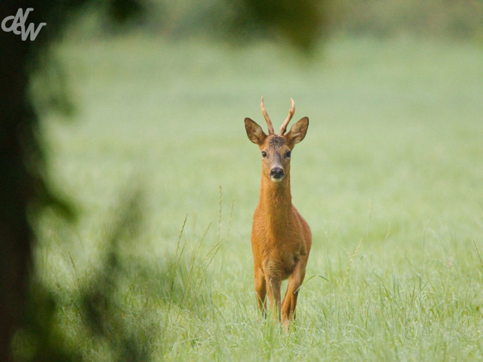 zoogdieren/67941861_10220269746557980_4675076269677740032_o_1571393924.jpg