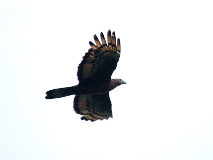 roofvogels/7p4a4004_(1)_1_1631785922.jpg