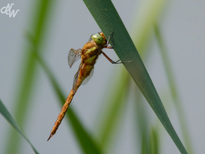 insecten/libellen/_mg_0087_1585649414.jpg