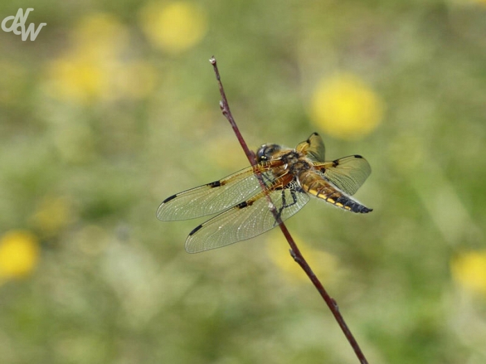 insecten/libellen/_mg_1029_1585655181.jpg