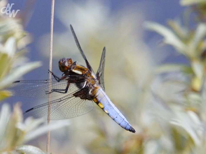 insecten/libellen/_mg_1737_1585651113.jpg