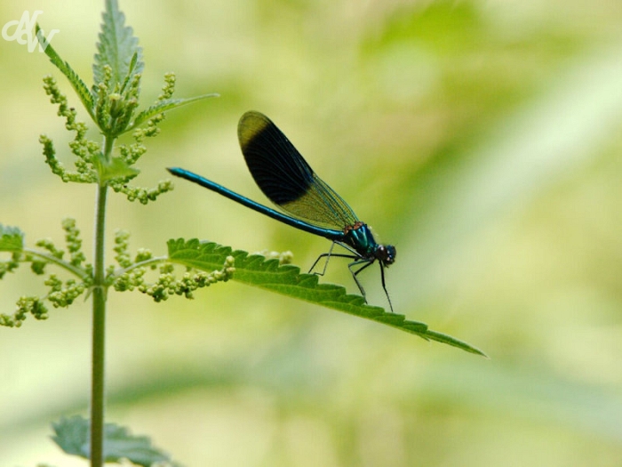 insecten/libellen/_mg_4631_1585648505.jpg