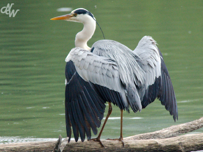 blauwe_reiger_1567711254.png