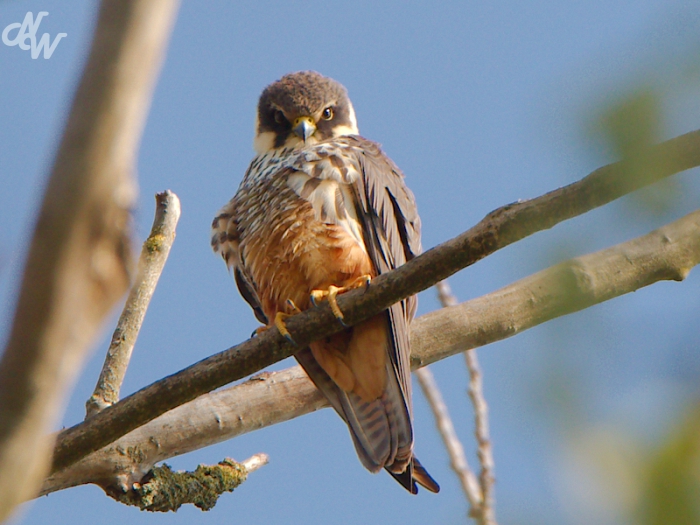 roofvogels/boomvalk_1619858261.jpg