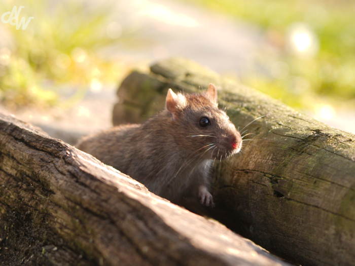 zoogdieren/bruine_rat_1619112101.png