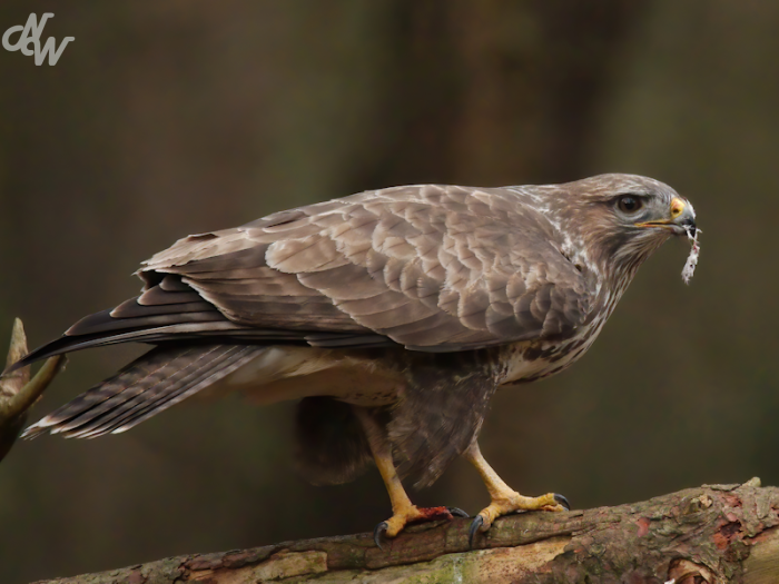 roofvogels/buizerd_1644311395.png