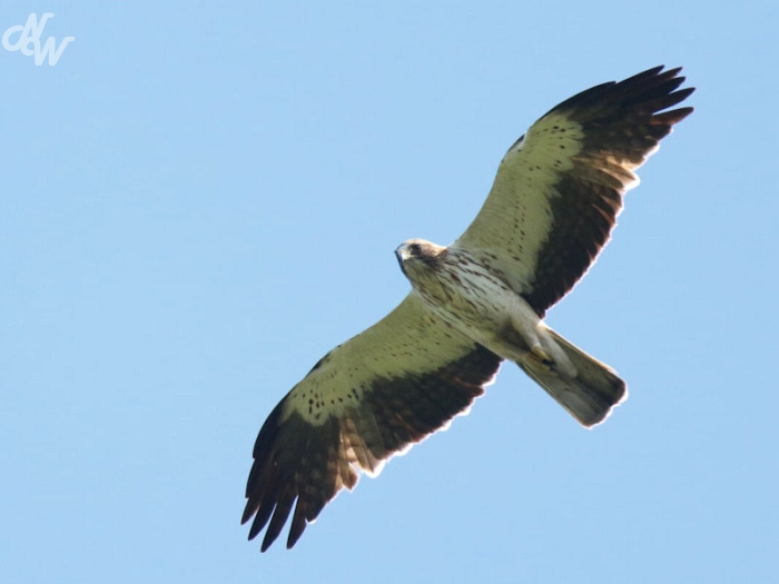 roofvogels/dwergarend_1587468721.jpg