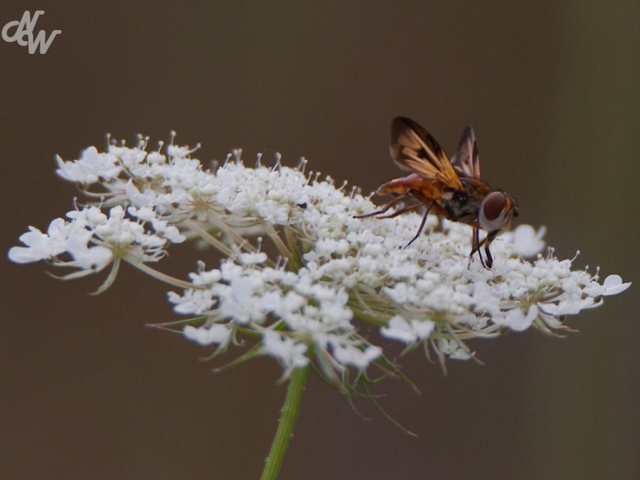 overigeinsekten/ectophasia_crassipennis_1_1595940608.jpg