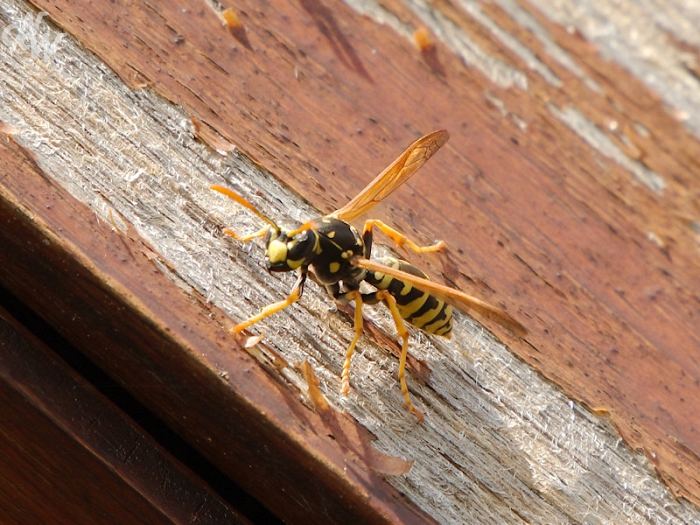 ./insecten/franse_veldwesp_2_1753116130.jpg