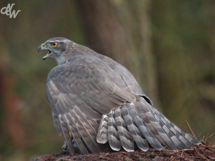 roofvogels/havik_1644172952.png