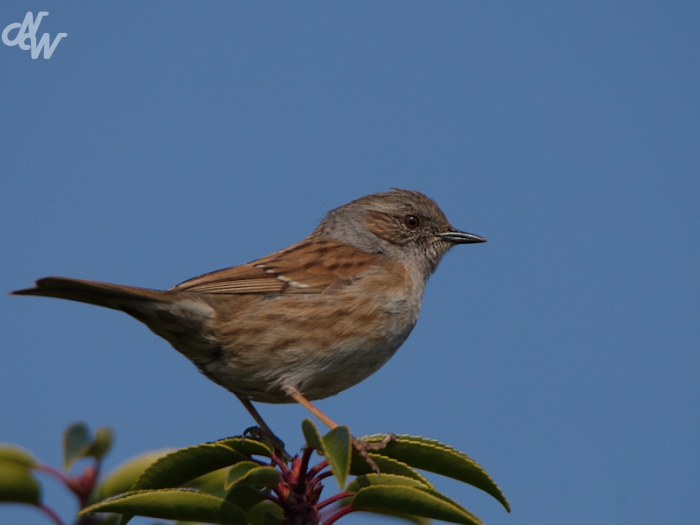 zangvogels/heggenmus_1585482904.jpg