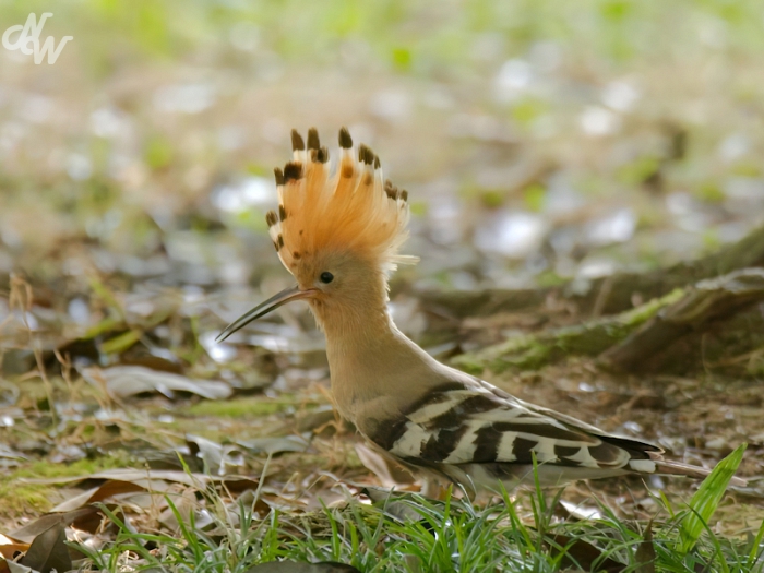 zangvogels/batumi/hop_1694169840.jpg