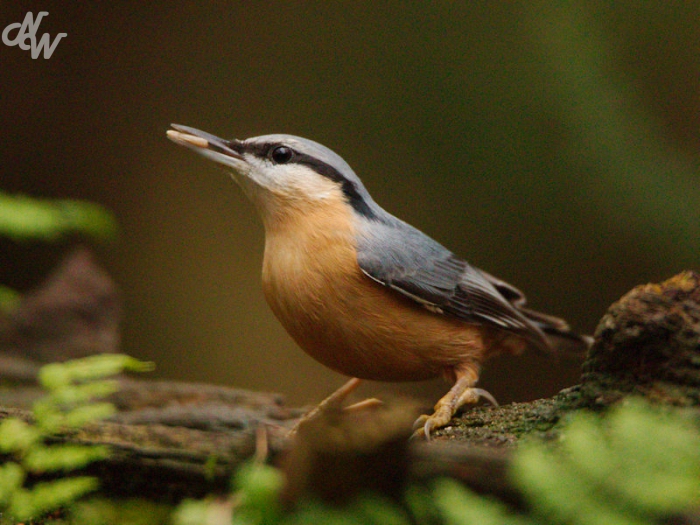 zangvogels/img_0036_1603817217.jpg