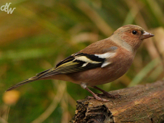 zangvogels/img_0134_1603816018.jpg