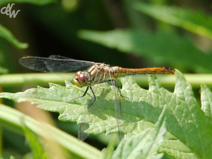 insecten/libellen/img_0189_1585650872.jpg