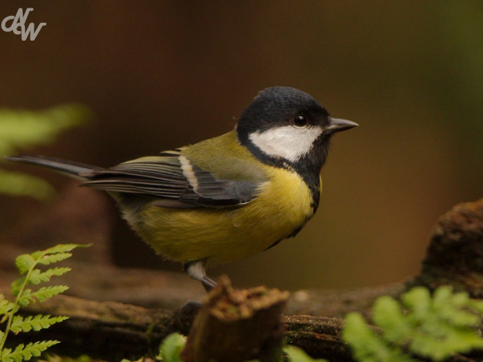 zangvogels/img_0245_1603815502.jpg