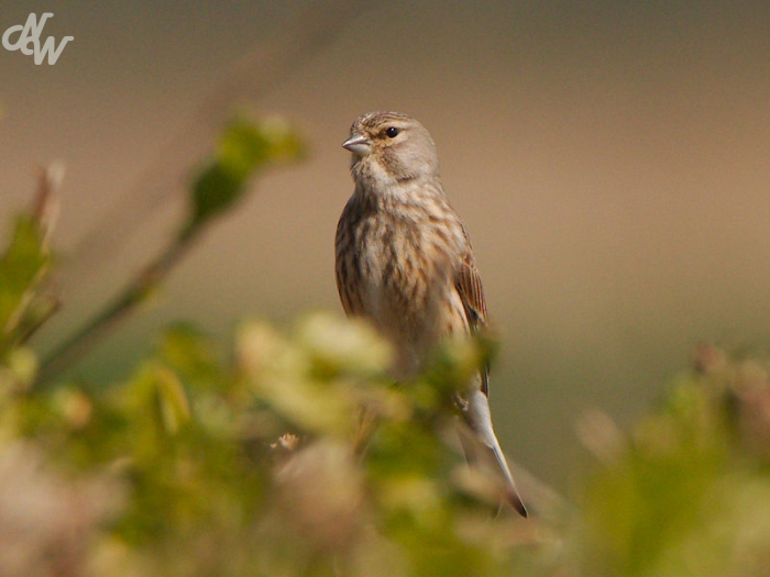 zangvogels/img_0891_1_1618609606.jpg