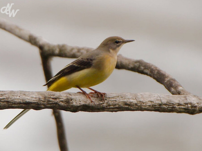 zangvogels/img_1843_1601037101.jpg