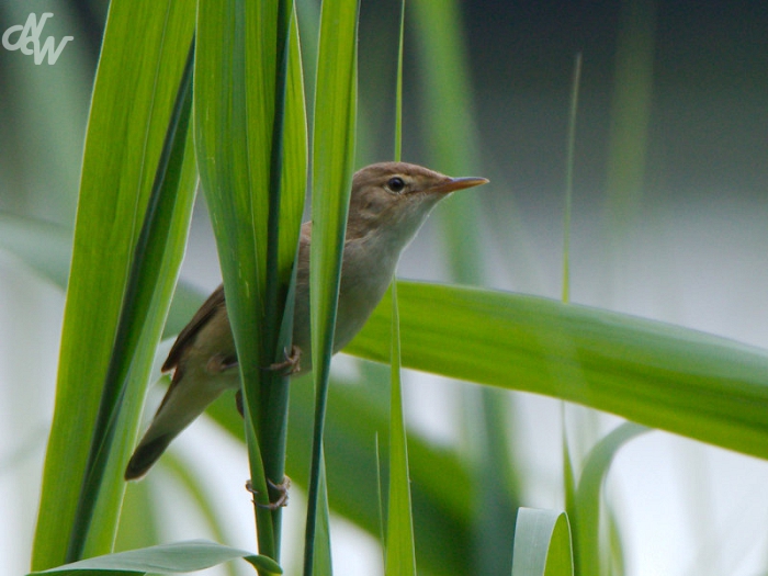 zangvogels/img_2016_1592234580.jpg