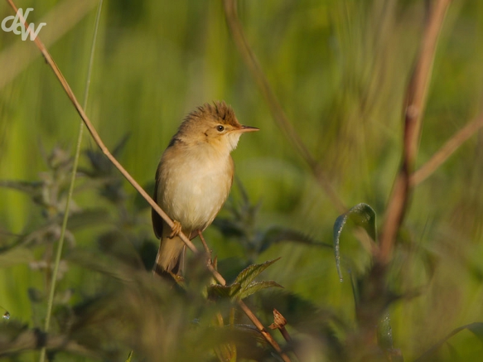 zangvogels/2023/img_3036_1688479116.jpg