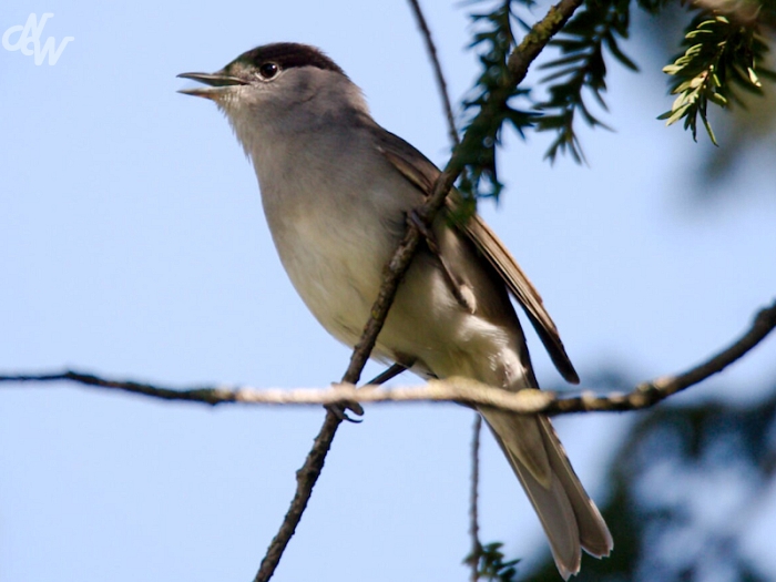 zangvogels/img_4275_1587383572.jpg