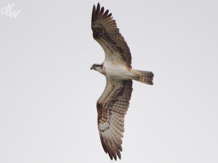 roofvogels/img_8050_1_(1)_1630416794.jpg