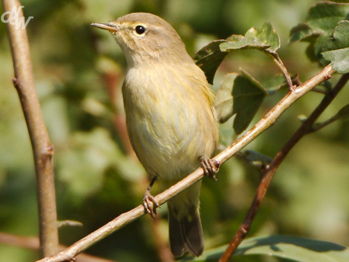 zangvogels/img_8086_1_1630431591.jpg