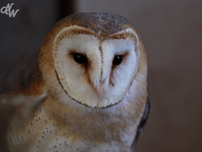 roofvogels/img_8344_1585599884.jpg