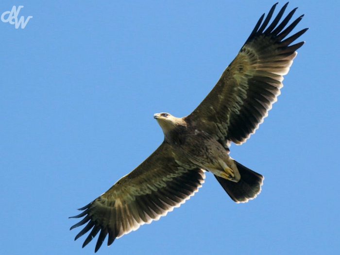 roofvogels/keizerarend_1587468721.jpg