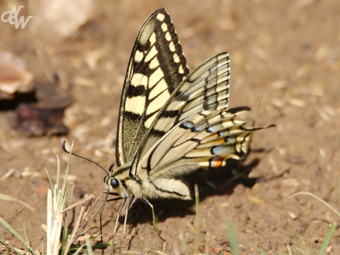 insecten/vlinders/koninginnepage_1585643684.jpg