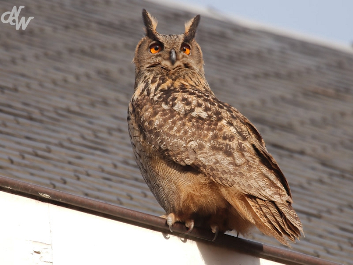 roofvogels/naturewalksimg_1142-standard_1646417939.jpg