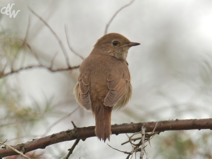 zangvogels/batumi/nnacht_1694099276.png