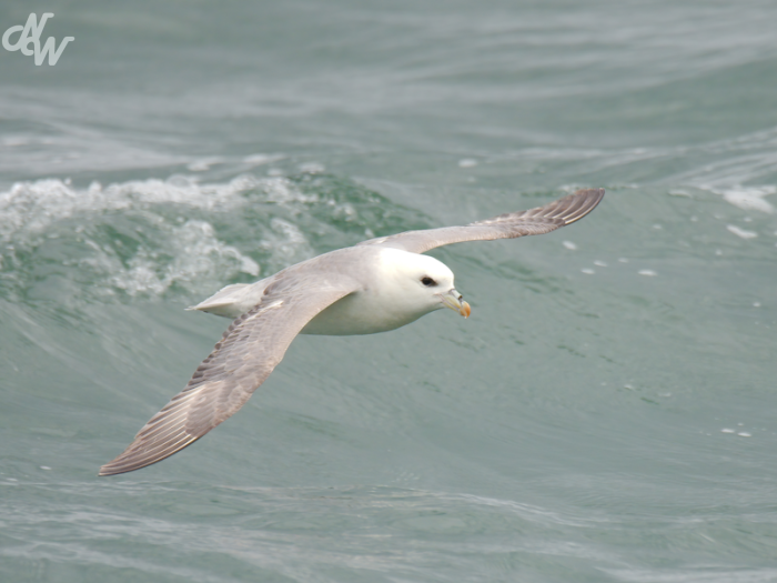 meeuwen/noordsestormvogel_1682326100.png