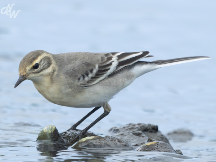 ./zangvogels/2025/nw__e6a0325-brc25_1756051592.png