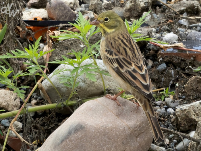 zangvogels/batumi/nw__e6a1771-brc25_1758808835.jpg