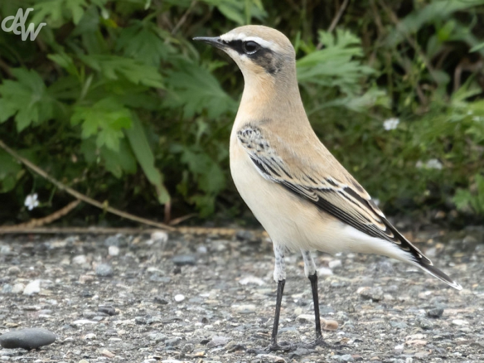 zangvogels/batumi/nw__e6a1816-brc25_1758809187.jpg