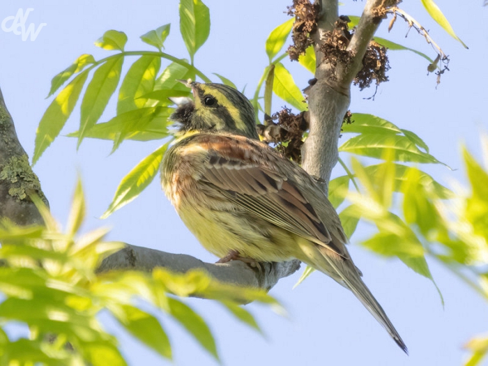 zangvogels/2025/nw__e6a2521_champagne_1746294454.jpg