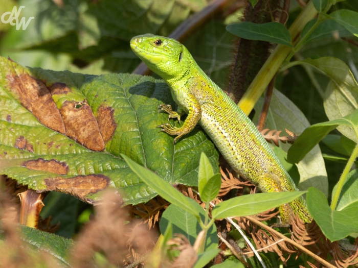 reptielenenamfibien/nw__e6a6375-brc25_1758824672.jpg