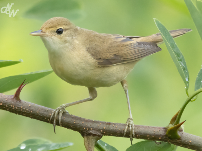 zangvogels/2025/nw__e6a8147-brc25_1756050437.png