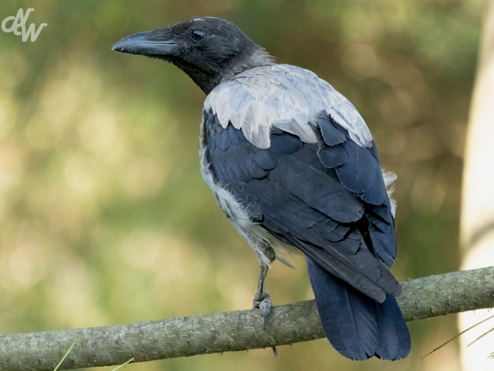 zangvogels/batumi/nw__e6a8683-brc25_1758808456.jpg