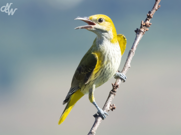 ./zangvogels/2025/nw__e6a9589-brc25_1756051592.png