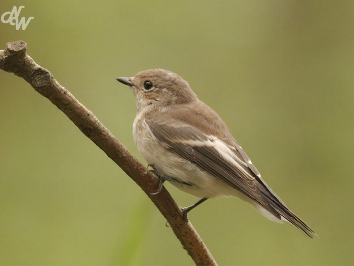 zangvogels/batumi/nw_img_0569_h8_1694525166.jpg