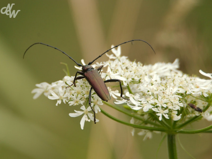 ./insecten/nw_img_0844_biesbosch_1753116130.jpg