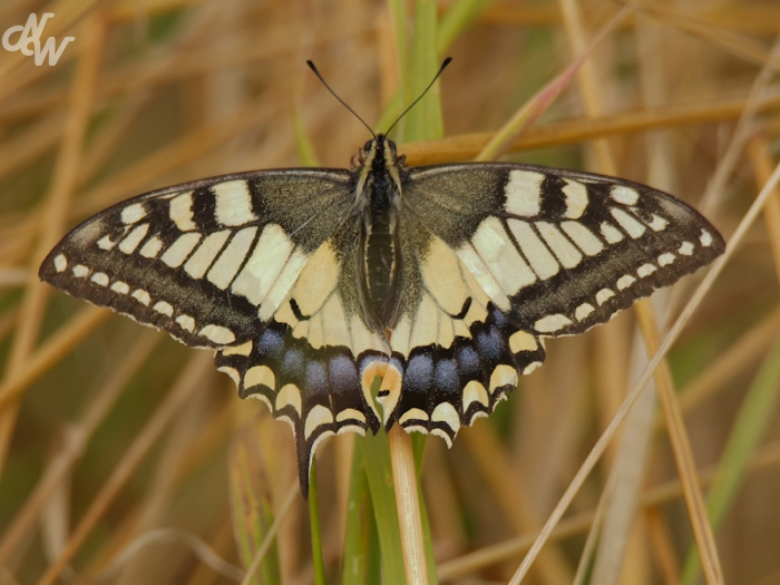 vlinders/nw_img_0943_biesbosch_1690182988.jpg