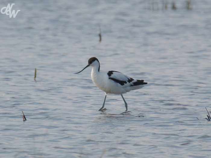 2026/nw_img_1044_biesbosch_1778601578.jpg