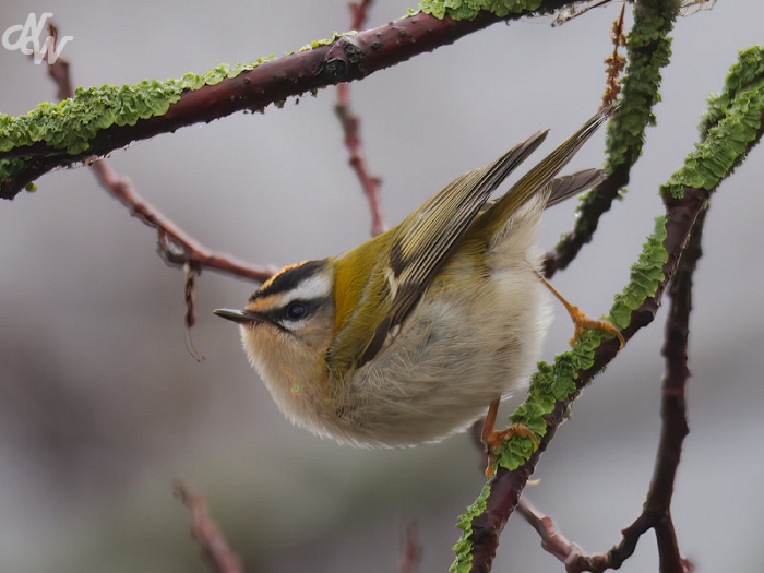 zangvogels/2023/nw_img_2258_vvb_1679855233.jpg