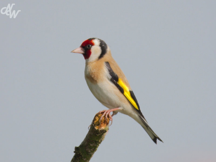 zangvogels/2023/nw_img_4276_hut3_1688481596.jpg