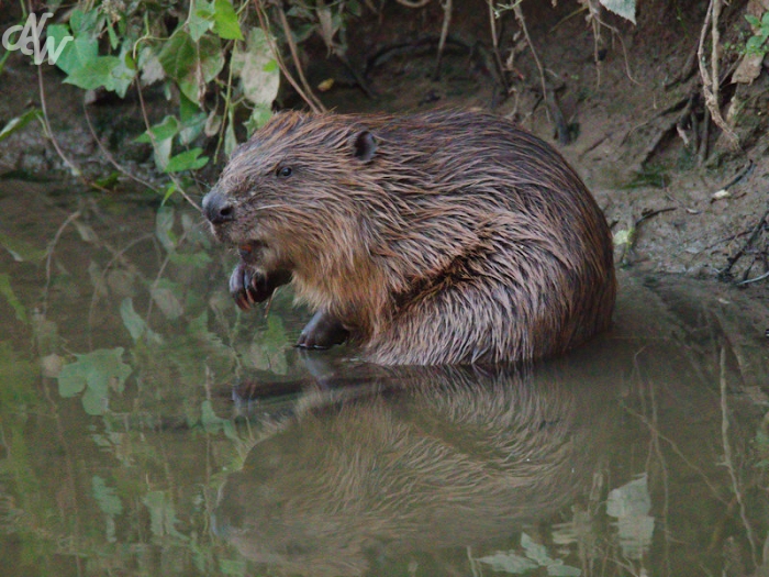 zoogdieren/nw_img_8317_dijle_1658818833.jpg